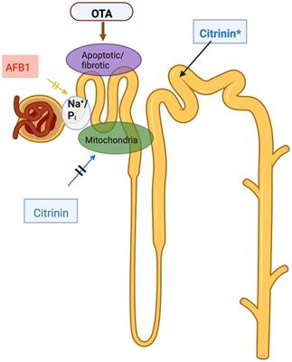 New perspectives in application of kidney biomarkers in mycotoxin induced nephrotoxicity, with a particular focus on domestic pigs